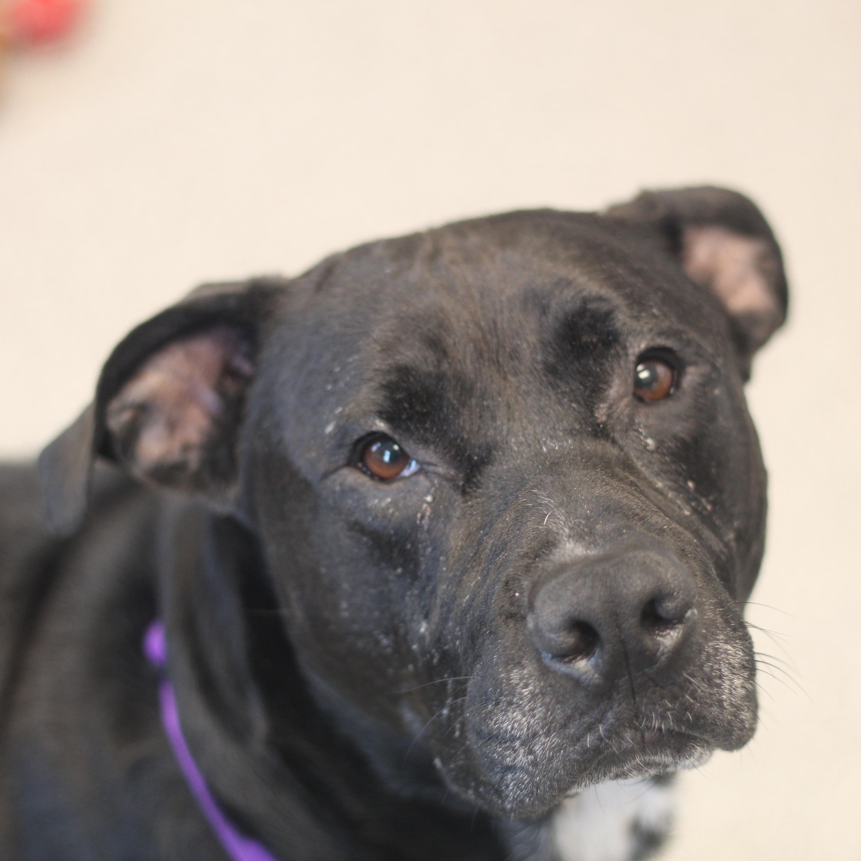 Enlarge Willow, a Adoptable mixed breed in Cooperstown, NY image 2/3