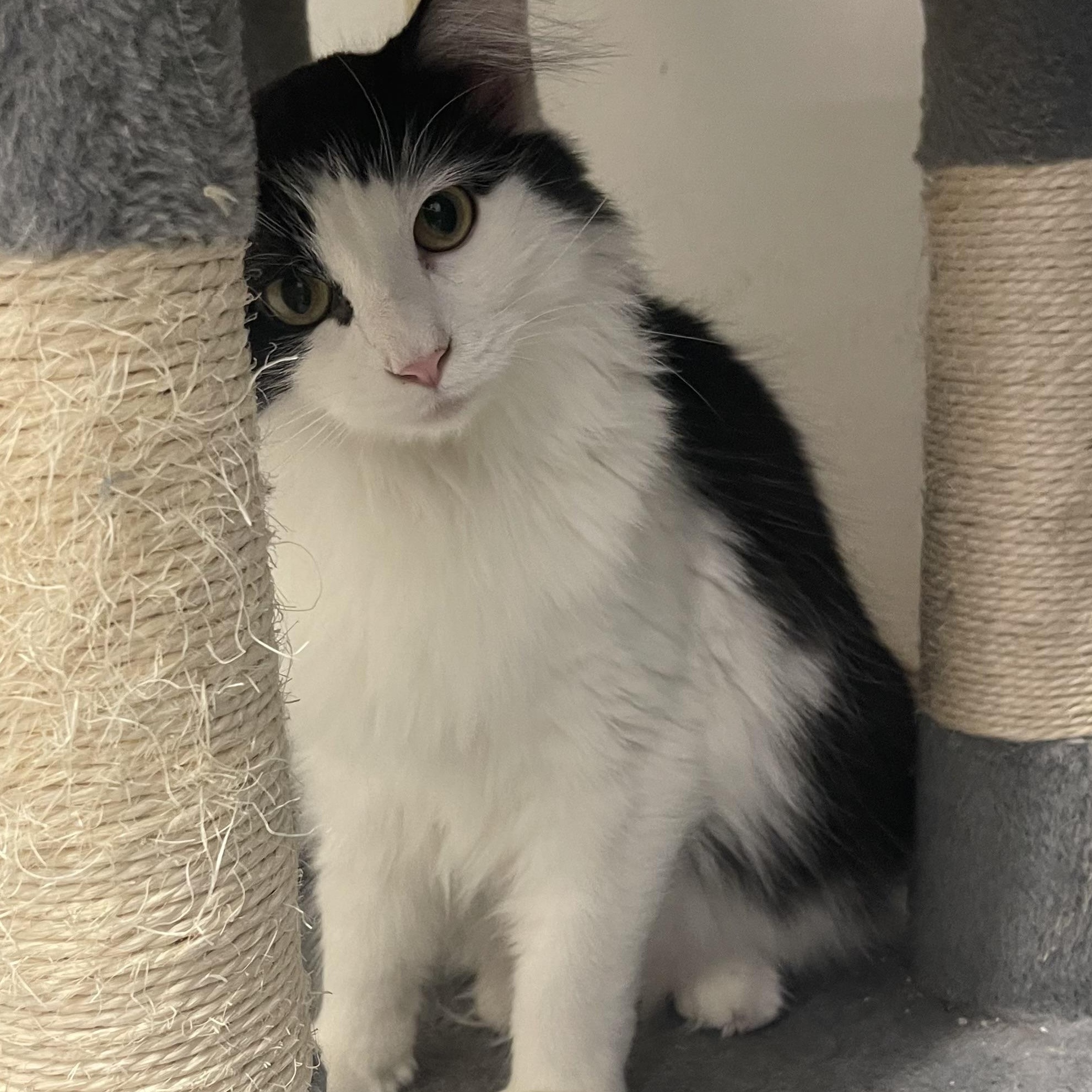 Houdini, a Adoptable Domestic Long Hair in Indiana, PA image 1/3