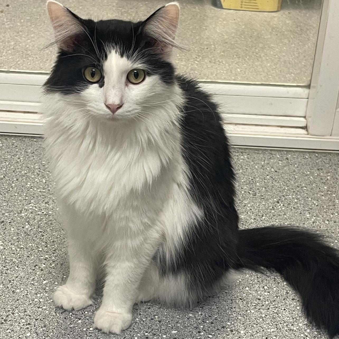 Houdini, Adoptable, Young Female Domestic Long Hair.