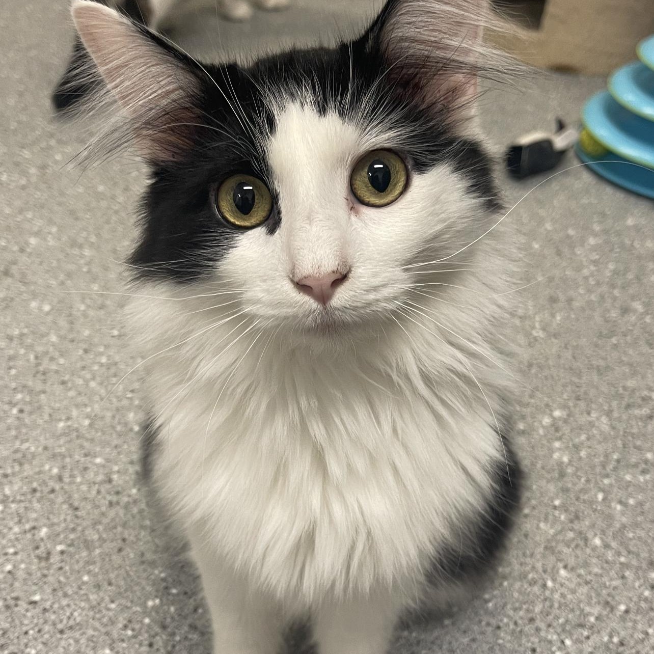 Houdini, a Adoptable Domestic Long Hair in Indiana, PA image 3/3