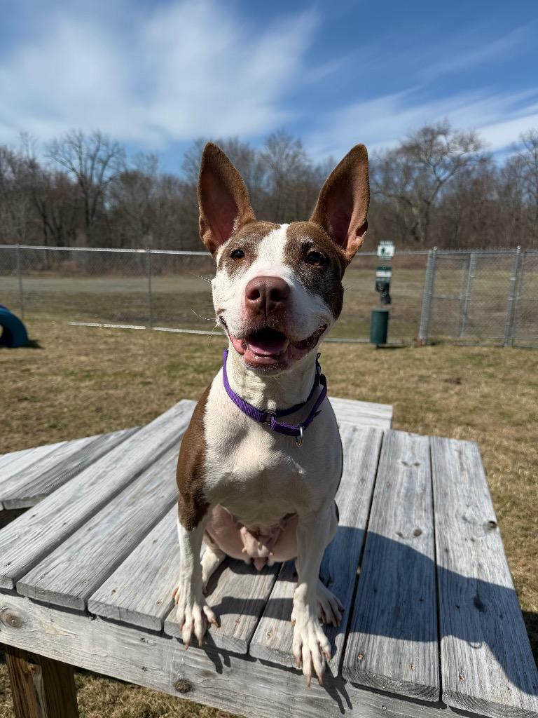 Layla, Adoptable, Adult Female Mixed Breed.