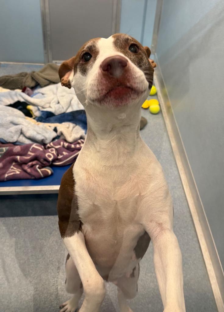 Enlarge Layla, a Adoptable mixed breed in Hyde Park, NY image 2/5