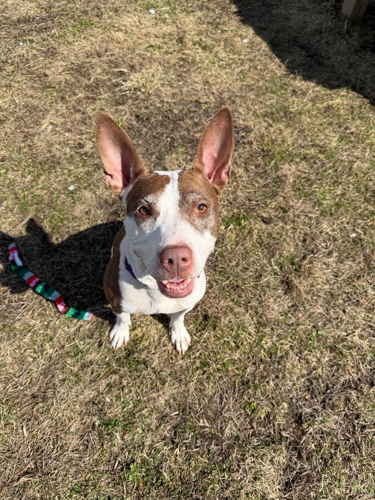 Enlarge Layla, a Adoptable mixed breed in Hyde Park, NY image 3/5