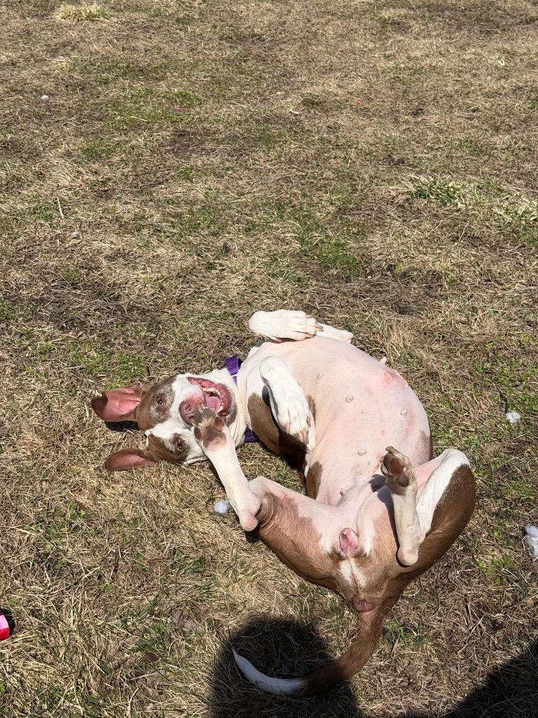 Enlarge Layla, a Adoptable mixed breed in Hyde Park, NY image 5/5