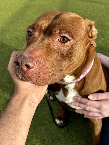 Tabitha, Adoptable, Adult Female Mixed Breed & Mixed Breed.