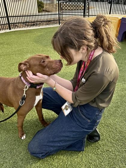 Enlarge Tabitha, a Adoptable mixed breed in Wichita, KS image 2/3
