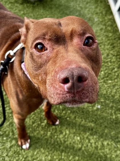 Enlarge Tabitha, a Adoptable mixed breed in Wichita, KS image 3/3