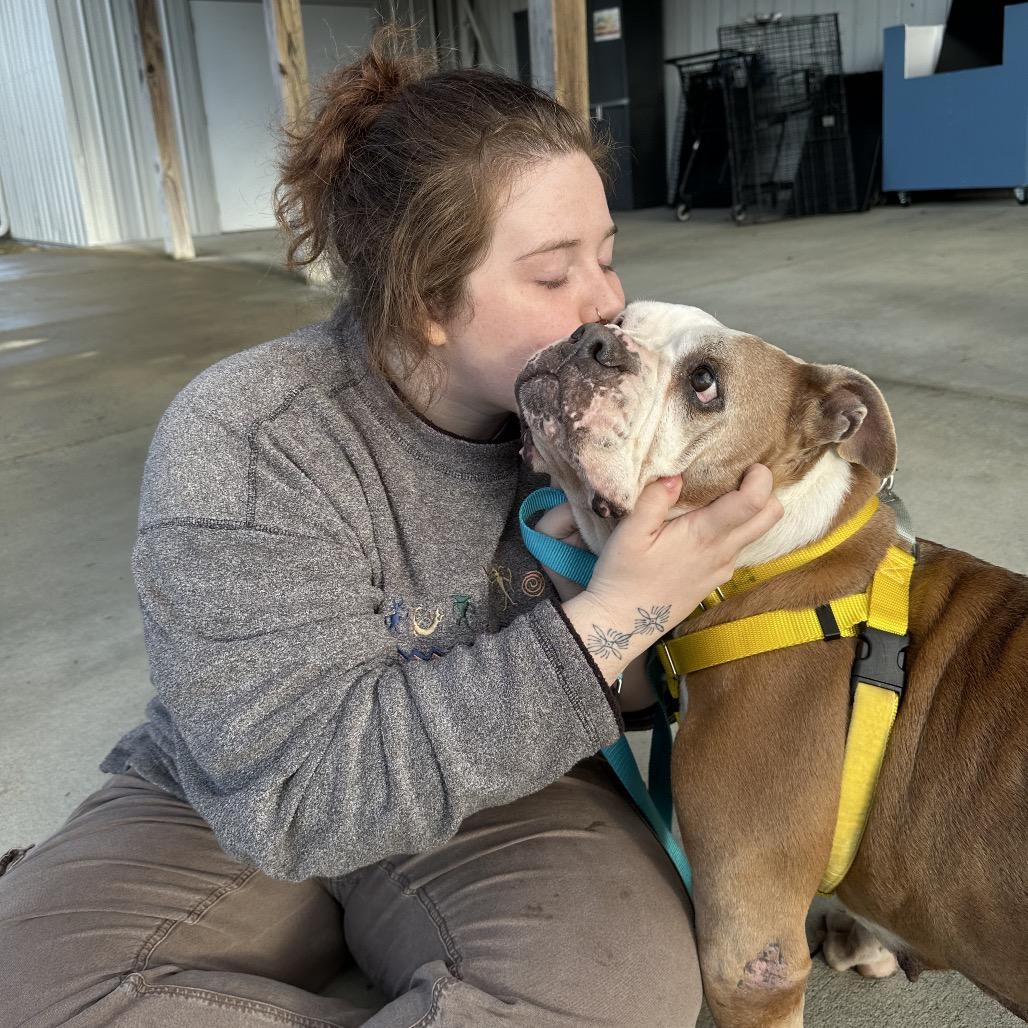 Muffin, Adoptable, Senior Female Mixed Breed.