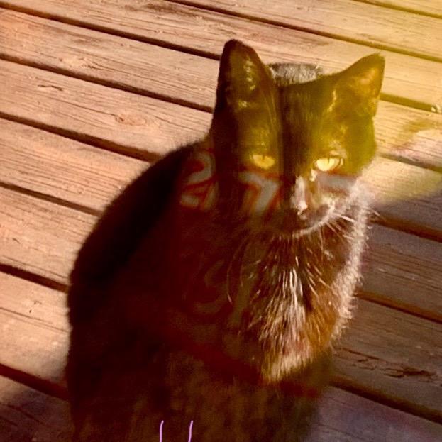 Found Mom Cat Mantorville, a Adoptable mixed breed in Rochester, MN image 1/2