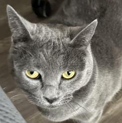 Evangeline — thumbnail 3