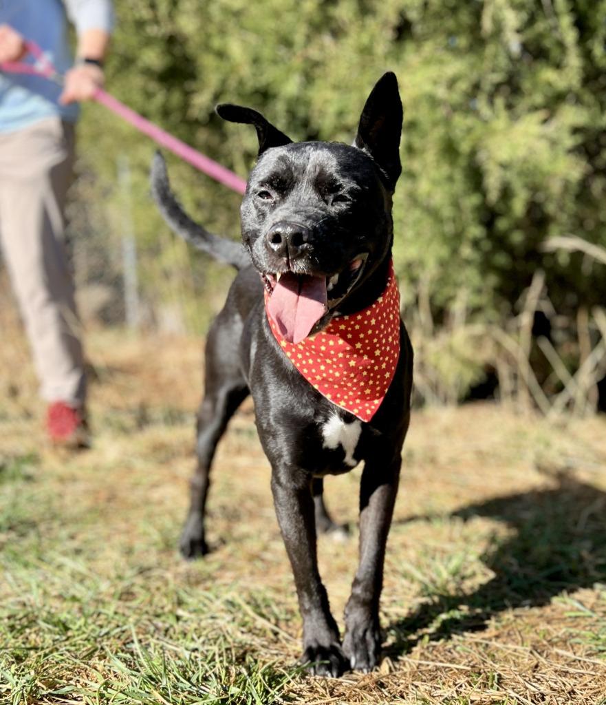 Enlarge Scout, a Adoptable mixed breed in Ellijay, GA image 1/2