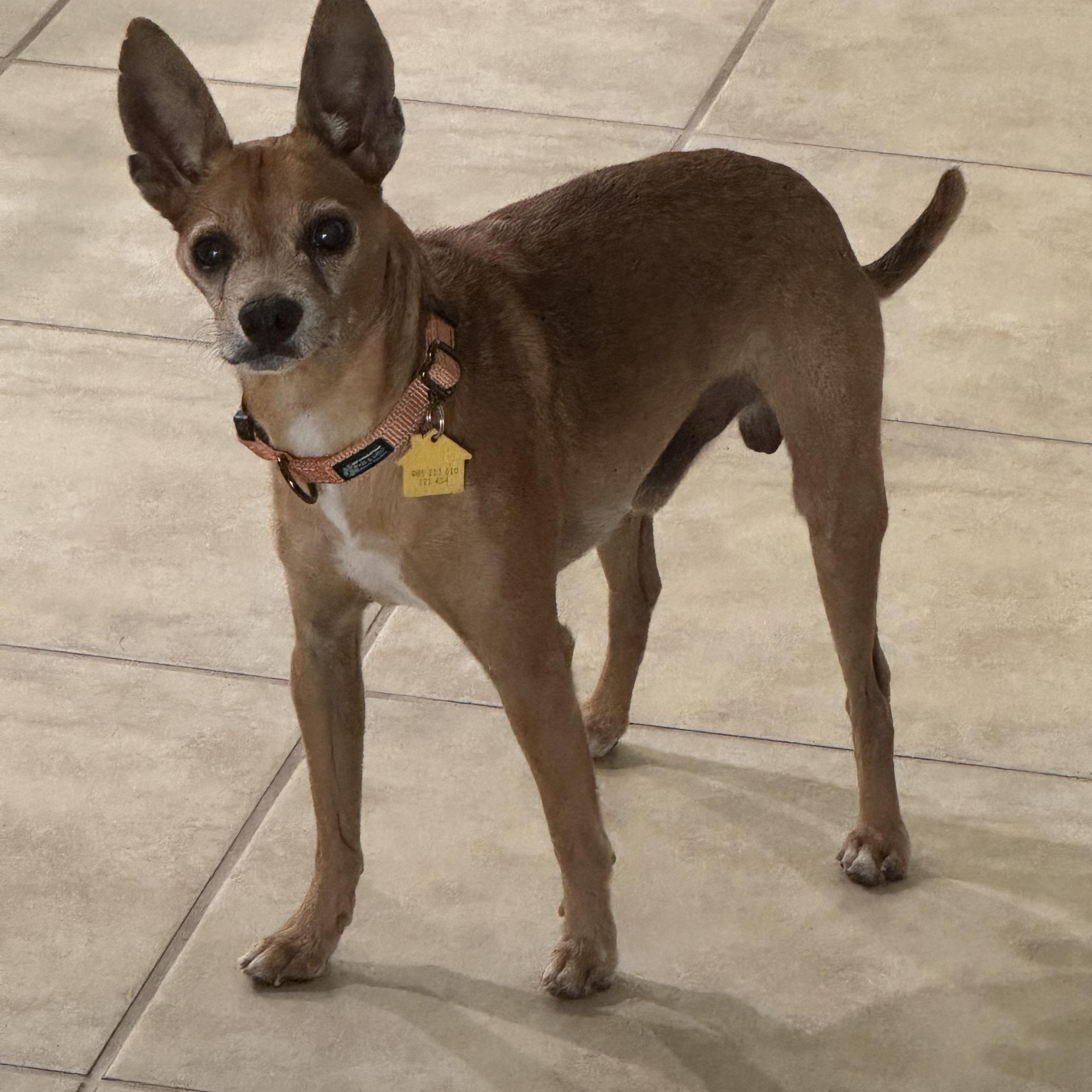 Archie, Adoptable, Senior Male Chihuahua.