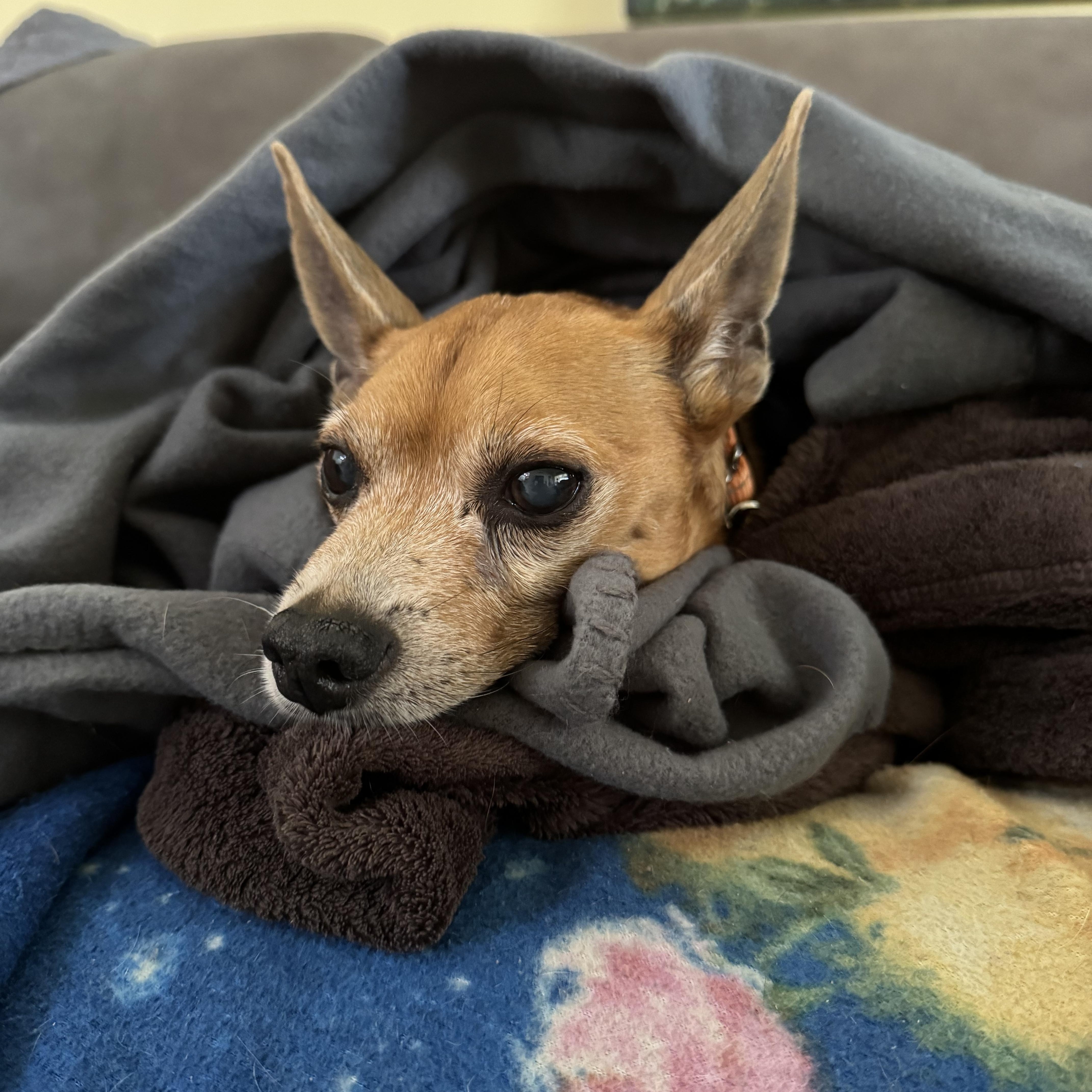 Archie, a Adoptable Chihuahua in Venice, FL image 2/4