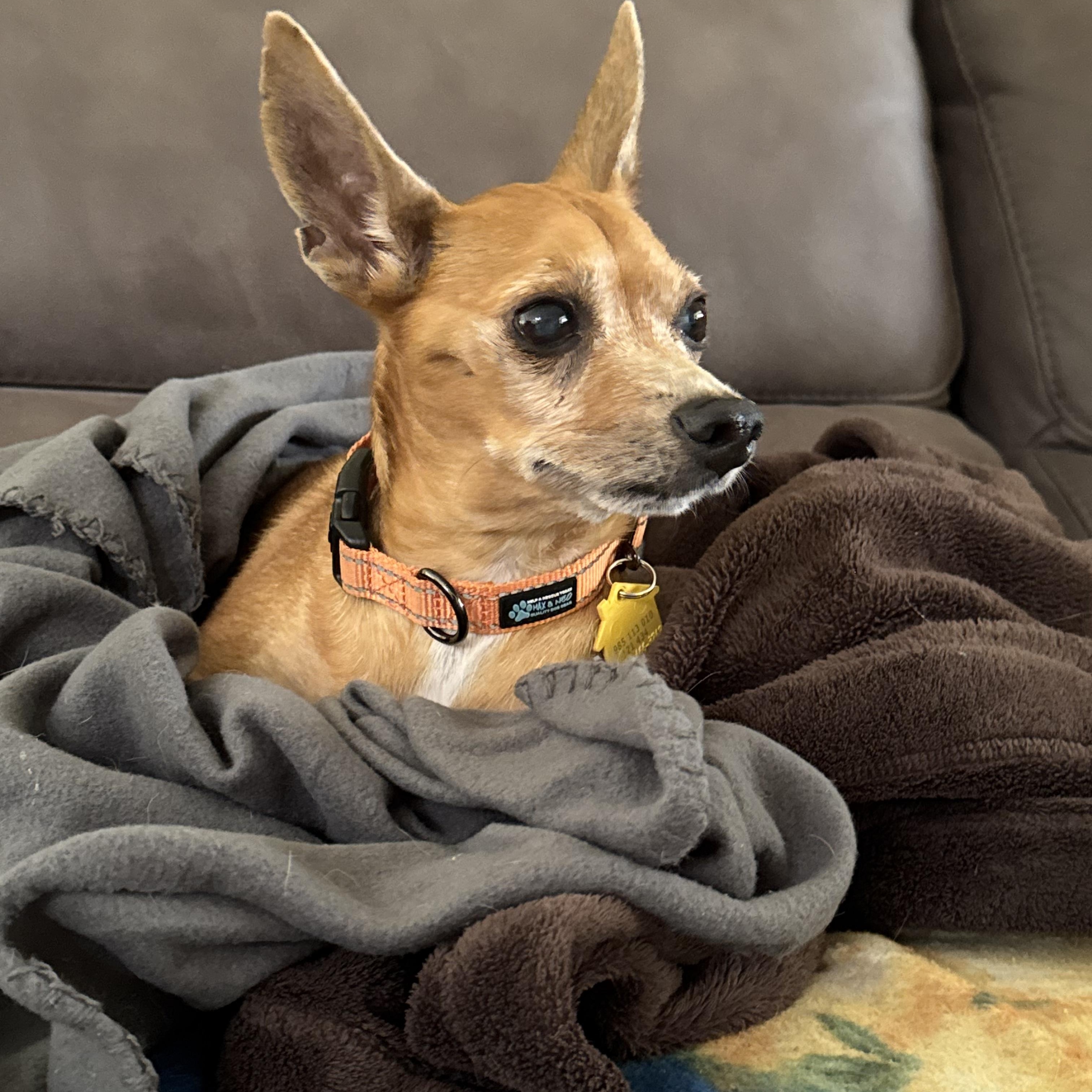 Archie, a Adoptable Chihuahua in Venice, FL image 4/4