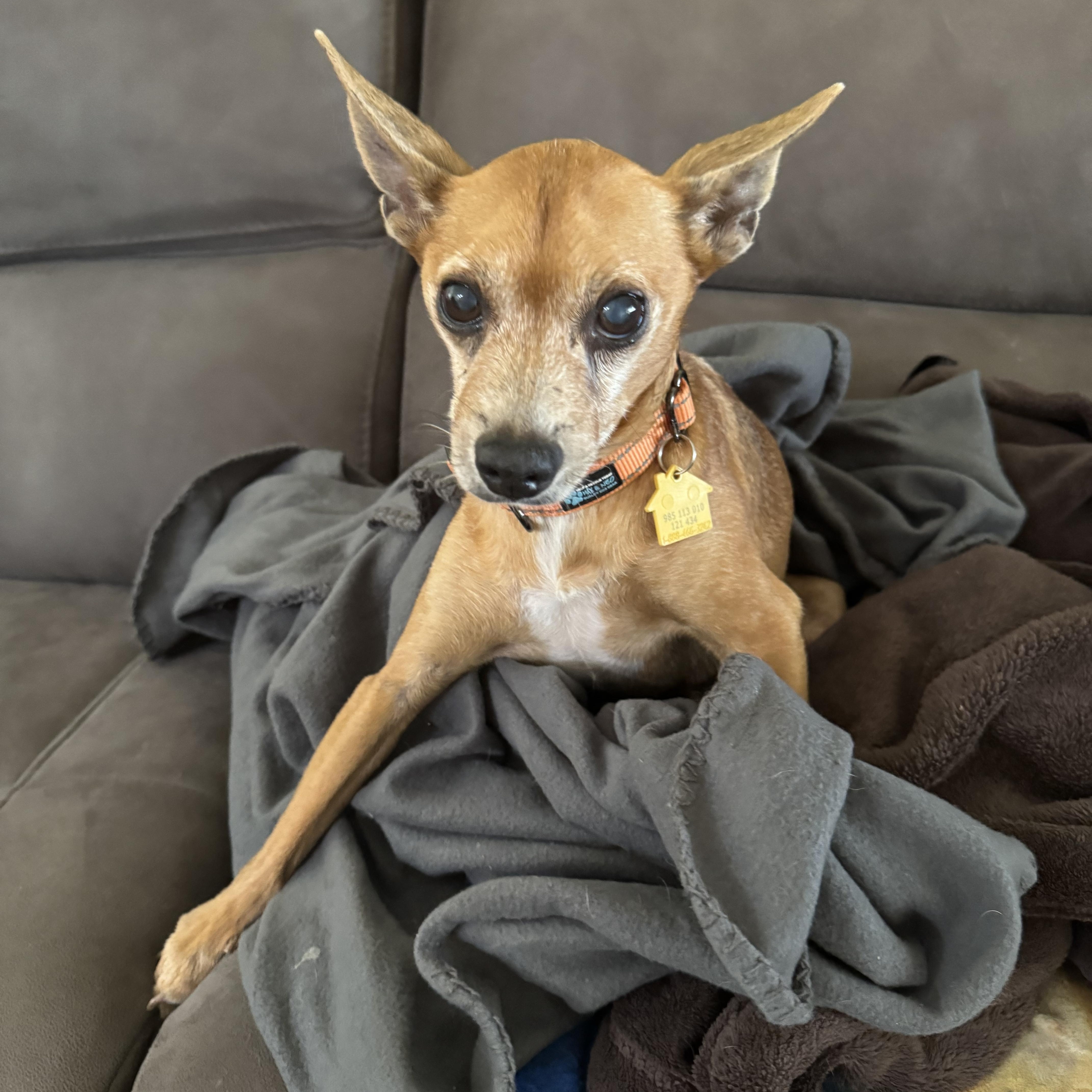 Archie, a Adoptable Chihuahua in Venice, FL image 3/4