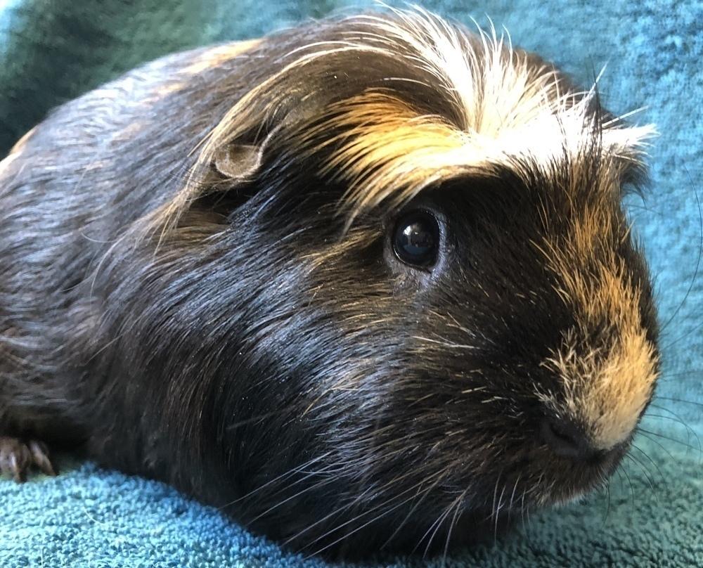 Enlarge Morocco (Bonded to Lua), a Adoptable Guinea Pig in San Diego, CA image 1/4