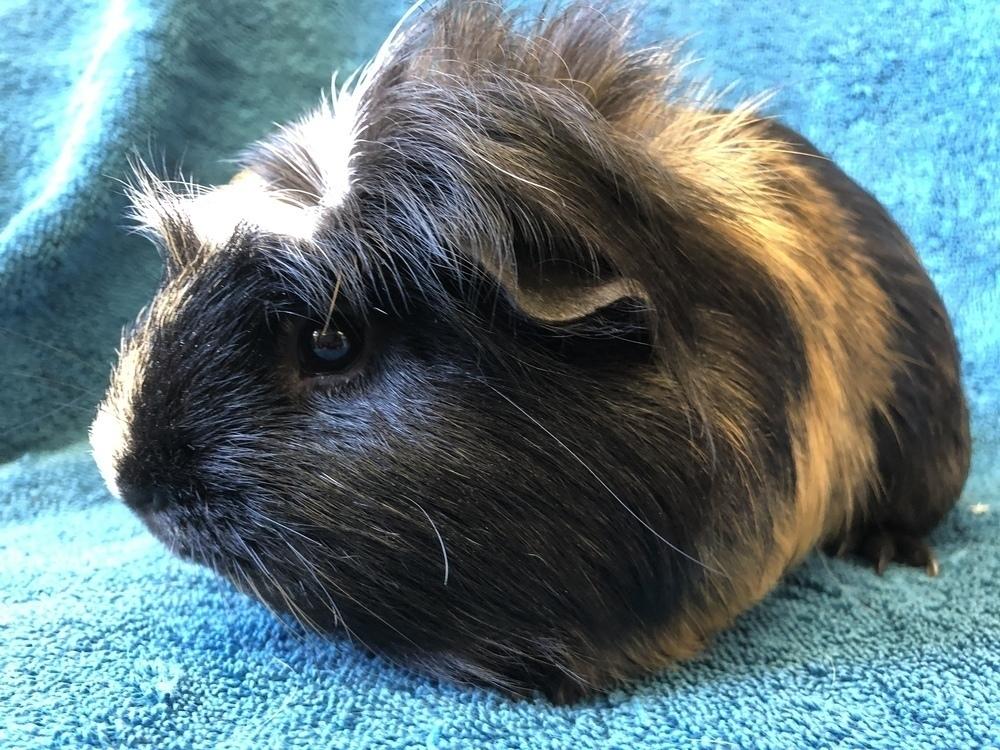 Enlarge Morocco (Bonded to Lua), a Adoptable Guinea Pig in San Diego, CA image 2/4