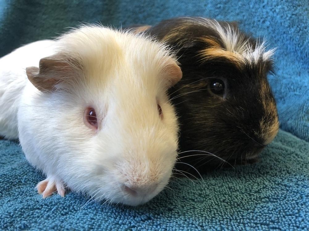 Enlarge Morocco (Bonded to Lua), a Adoptable Guinea Pig in San Diego, CA image 3/4