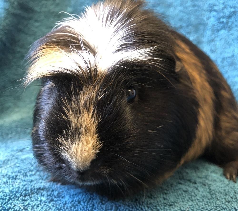 Enlarge Morocco (Bonded to Lua), a Adoptable Guinea Pig in San Diego, CA image 4/4