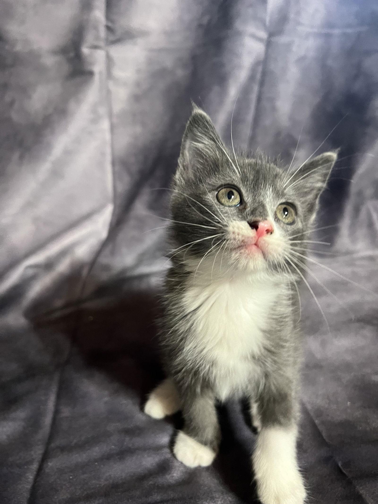 Precious, Adopted, Young Female Domestic Medium Hair.