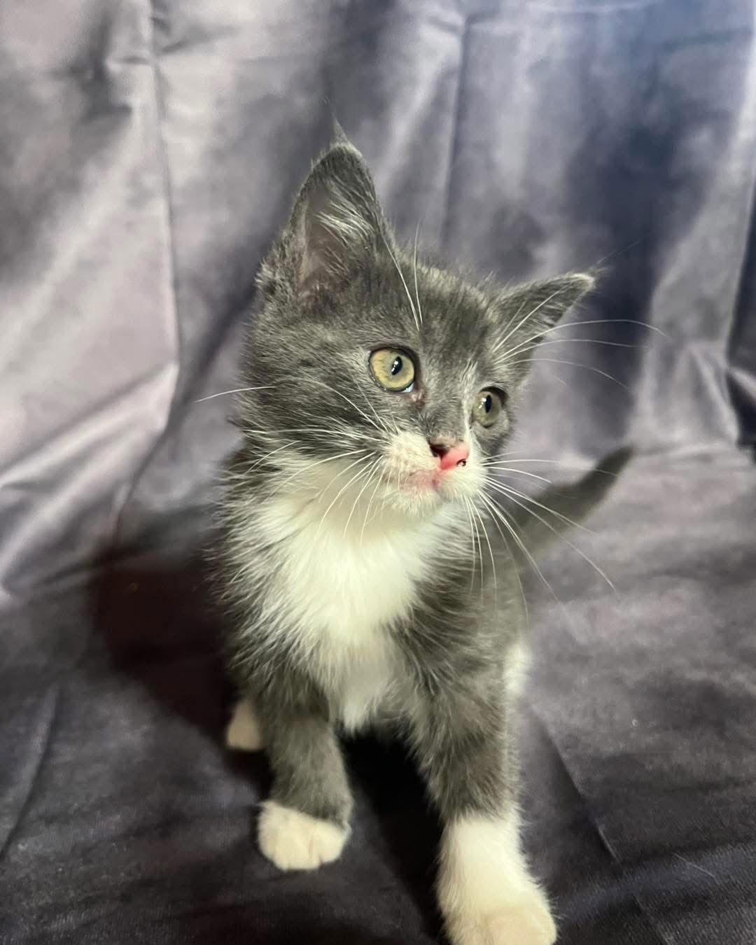 Enlarge Precious, a Adopted Domestic Medium Hair in Hammond, LA image 2/3