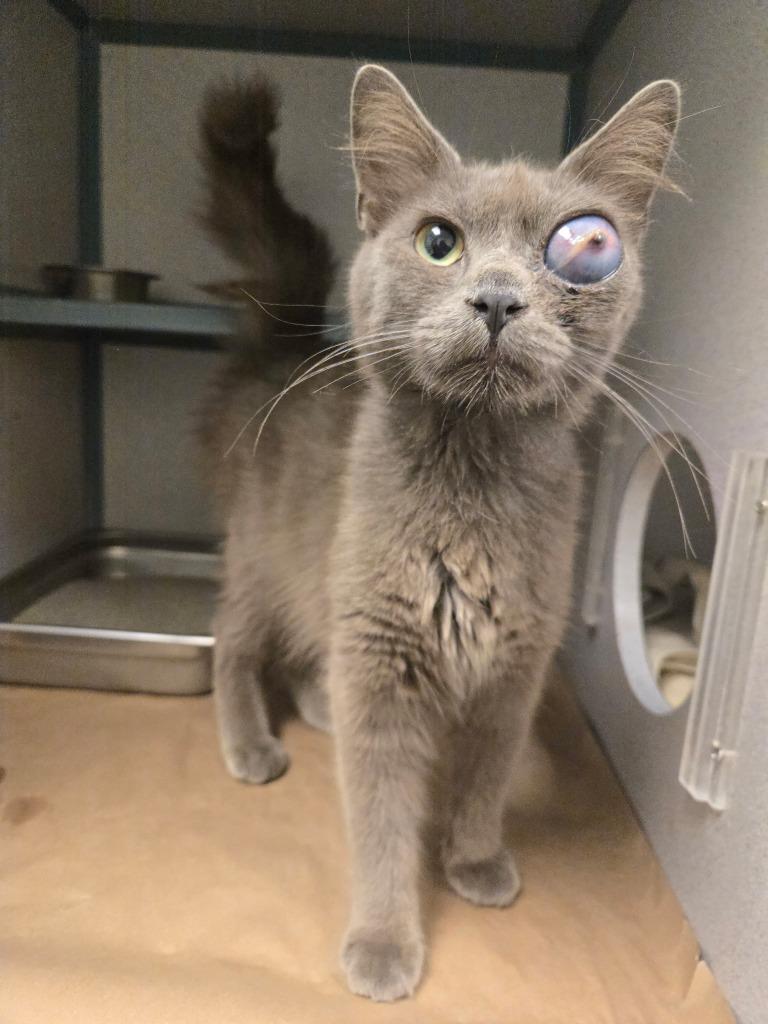 Quincy, a Adoptable mixed breed in Tulsa, OK image 4/6
