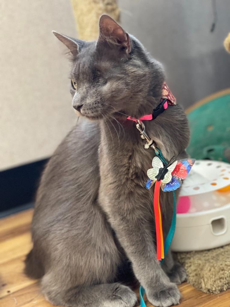 Quincy, a Adoptable mixed breed in Tulsa, OK image 6/6