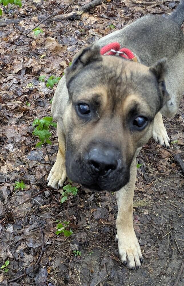 Phineus #57, Adoptable, Adult Male Cane Corso.