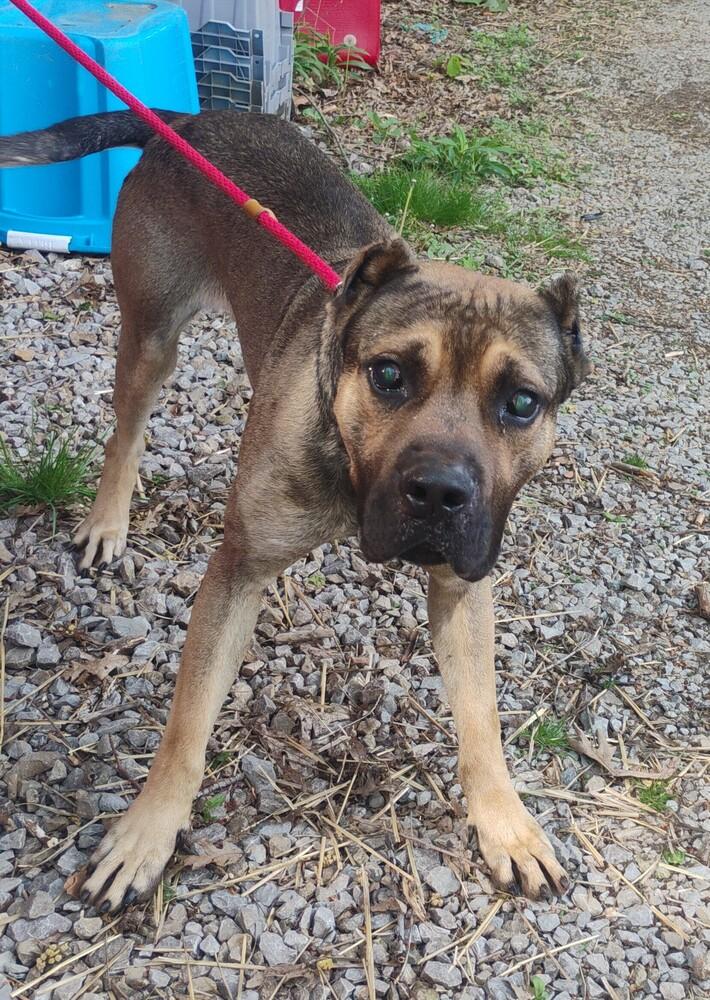 Enlarge Phineus #57, a Adoptable mixed breed in New Lexington, OH image 2/2