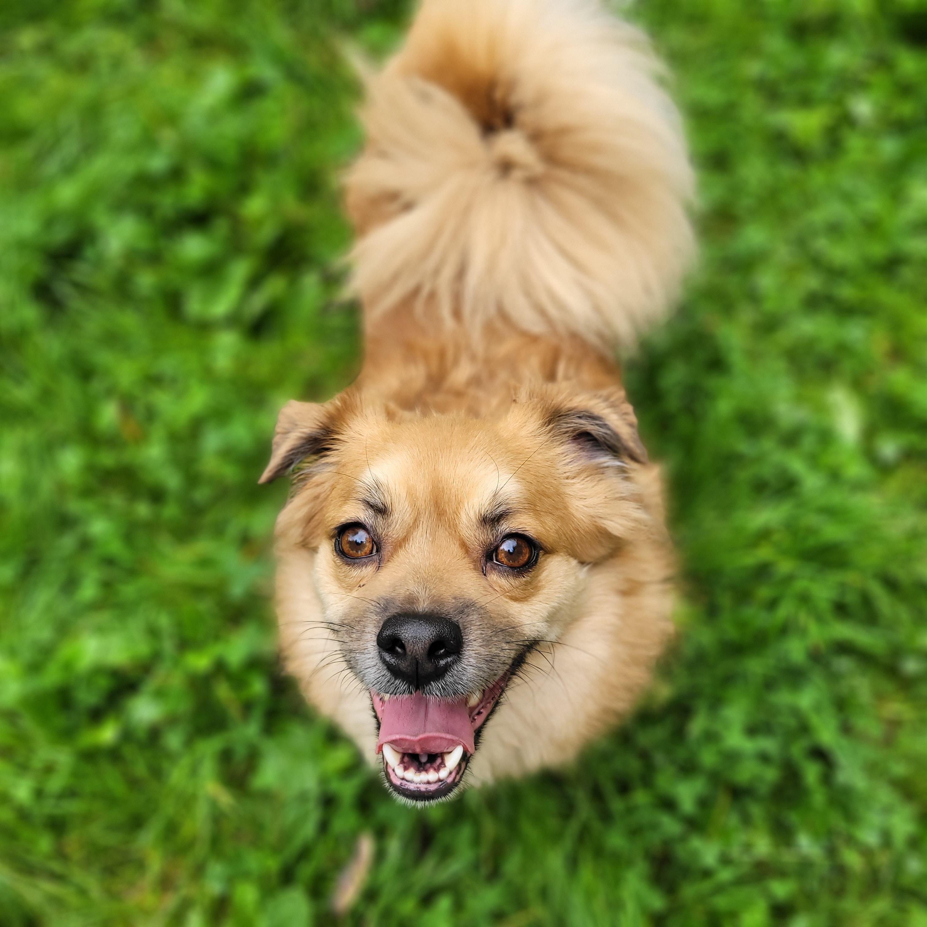 Jaydee, a Adoptable Mixed Breed in Vancouver, BC image 2/5