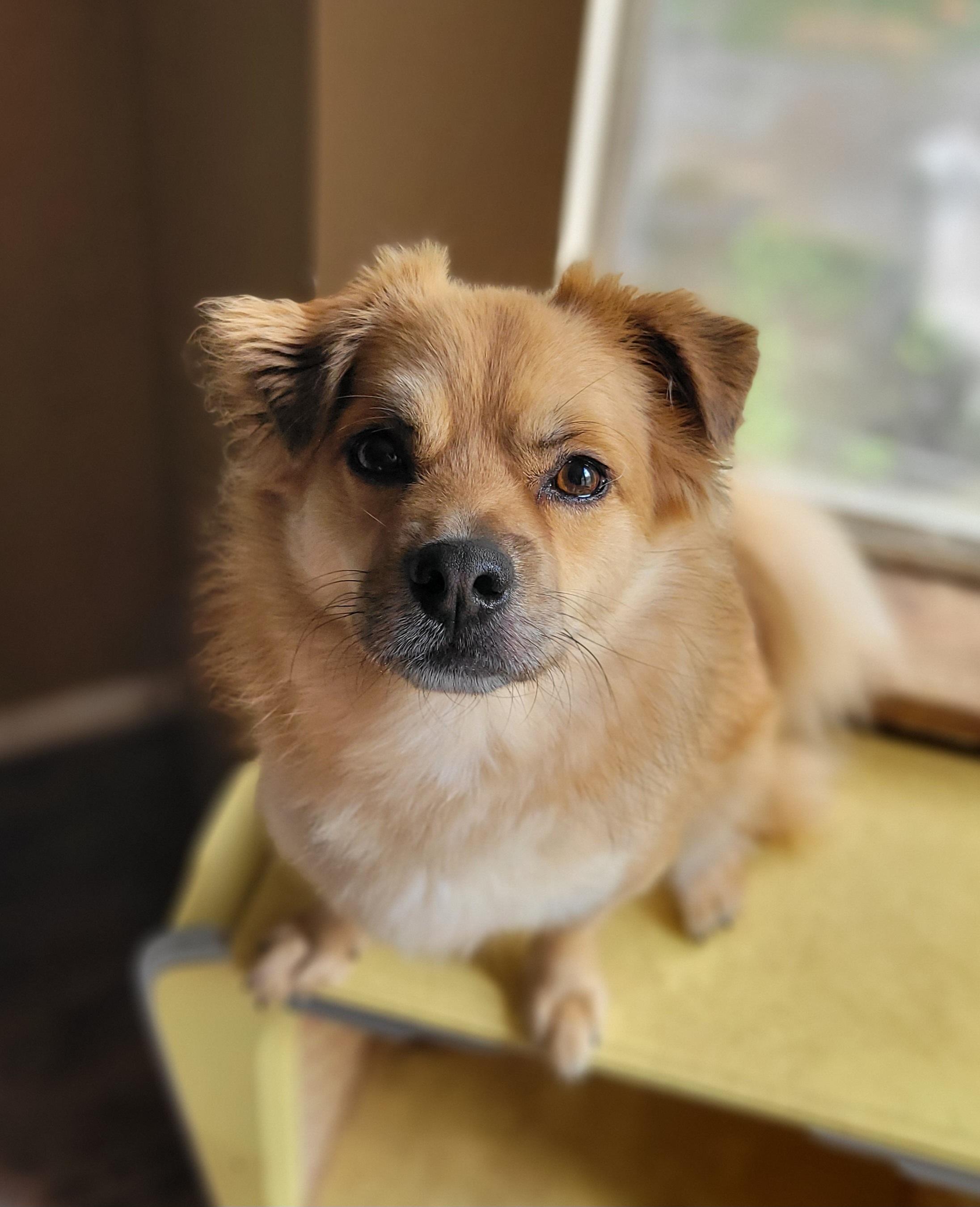 Jaydee, a Adoptable Mixed Breed in Vancouver, BC image 1/5