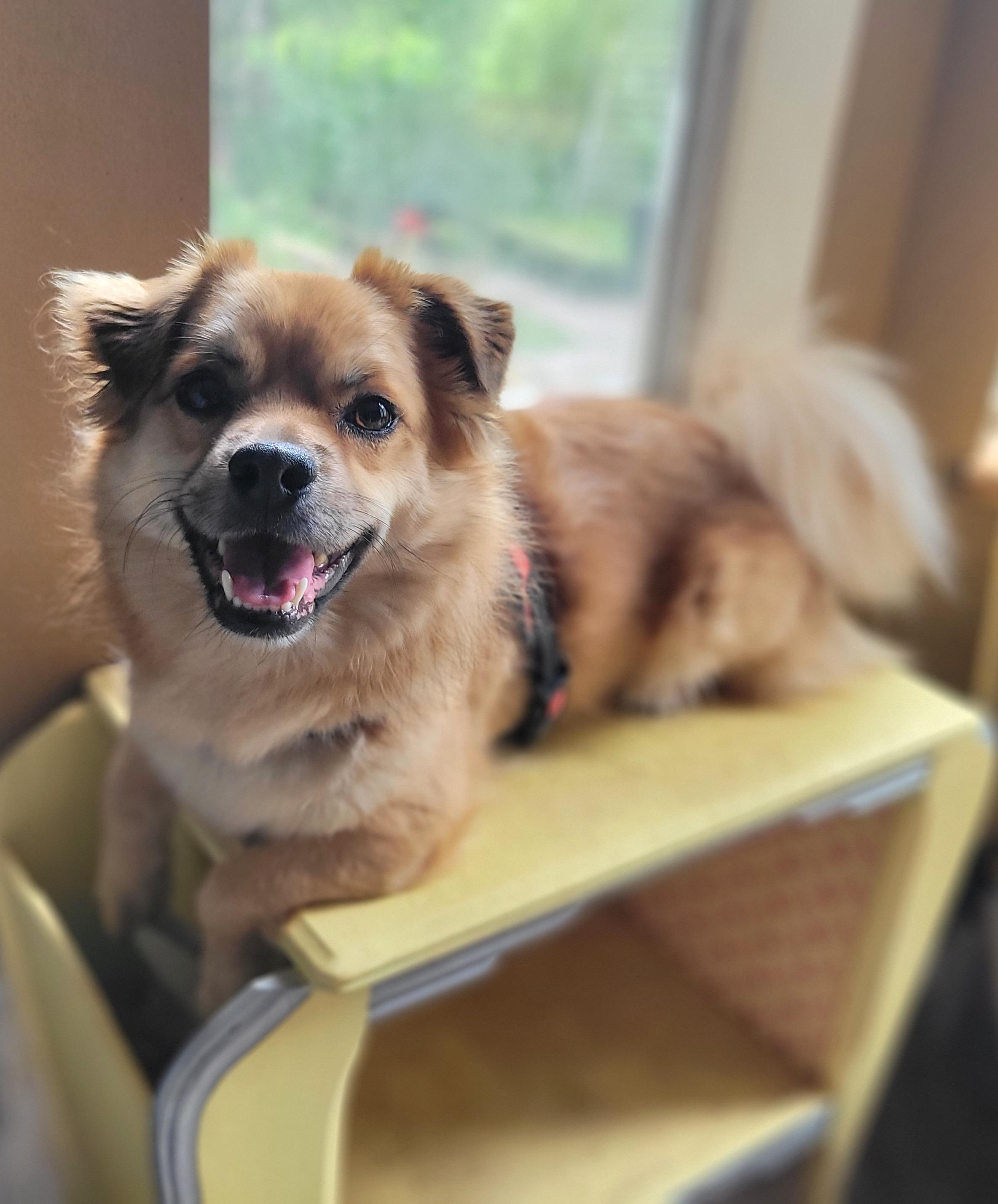 Jaydee, a Adoptable Mixed Breed in Vancouver, BC image 4/5