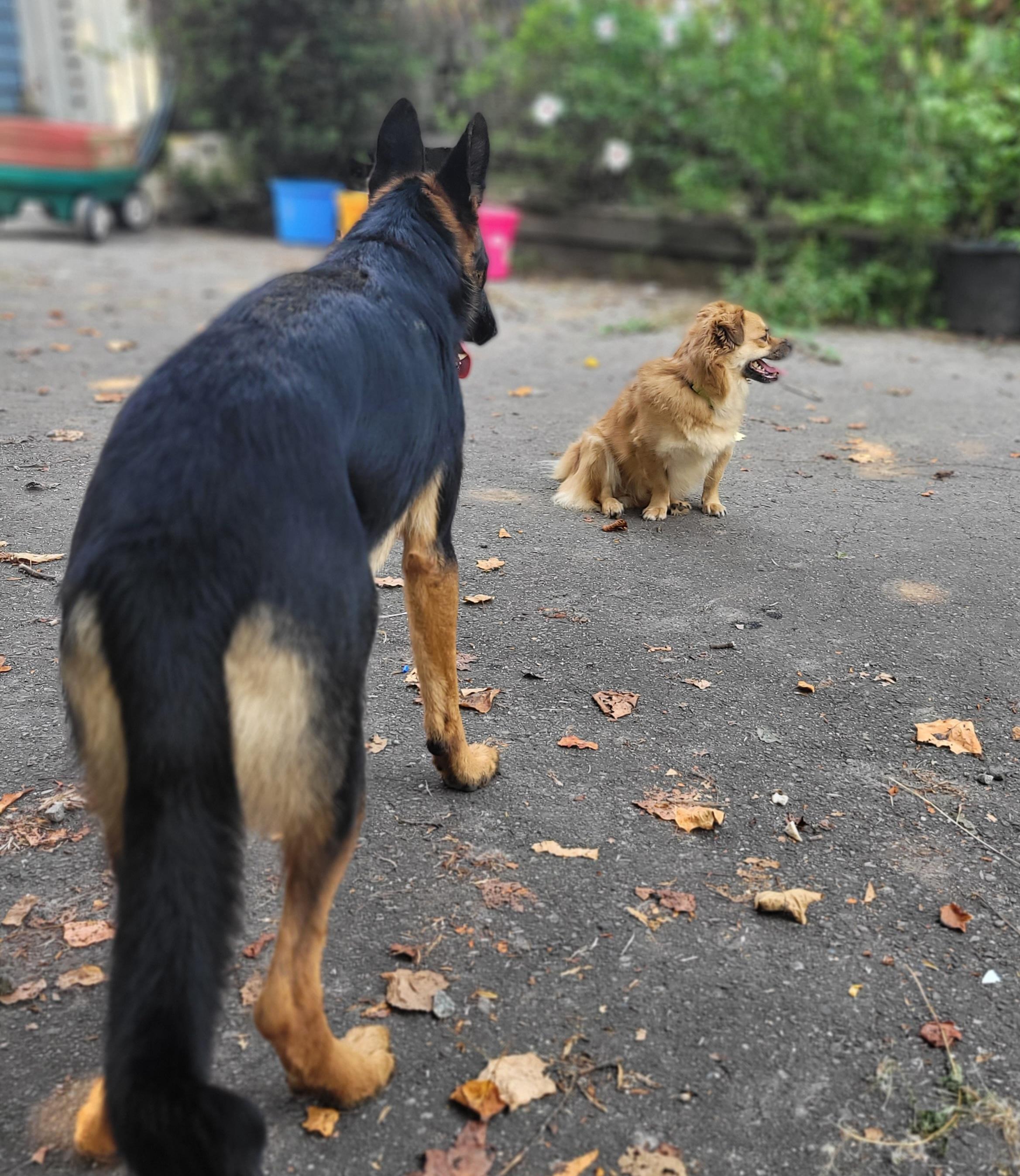 Jaydee, a Adoptable Mixed Breed in Vancouver, BC image 5/5