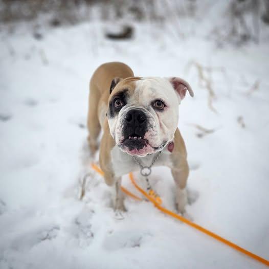 Enlarge Emmy Lou, a Adoptable mixed breed in Hamilton, ON image 2/6
