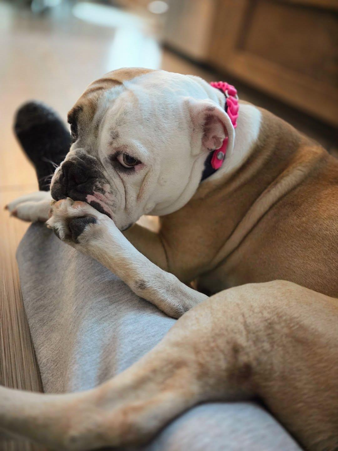 Enlarge Emmy Lou, an adopted mixed breed in Hamilton, ON image 3/6