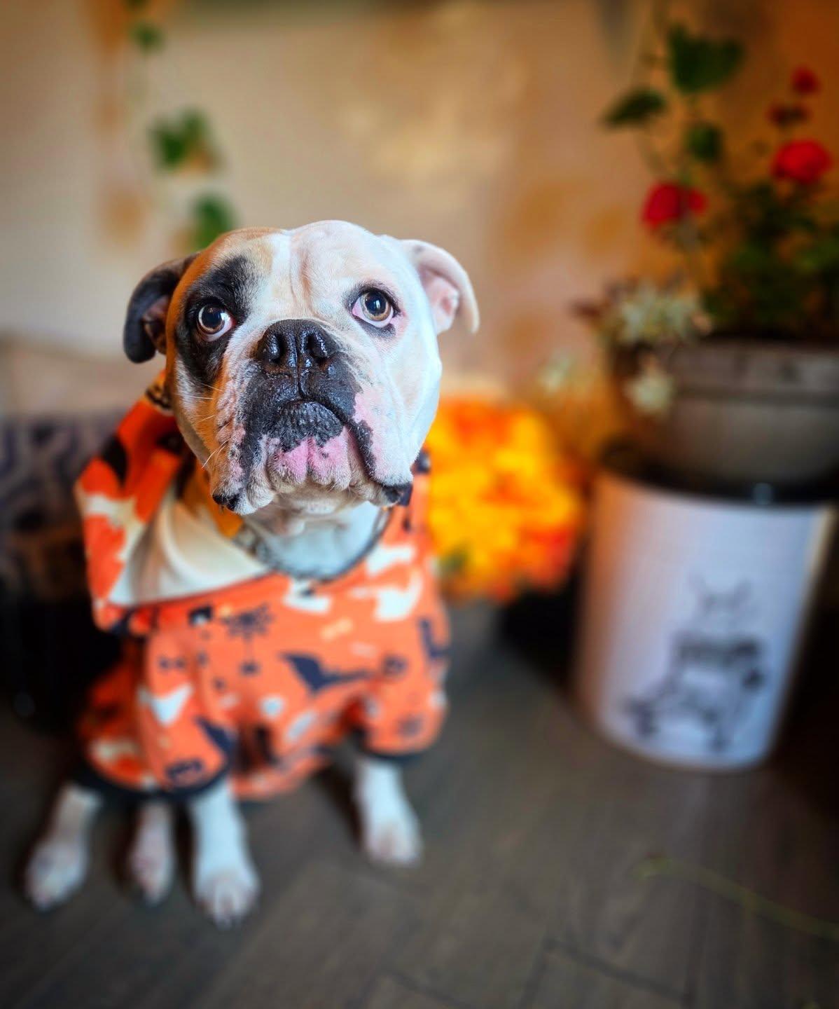 Emmy Lou, Adoptable, Adult Female English Bulldog.