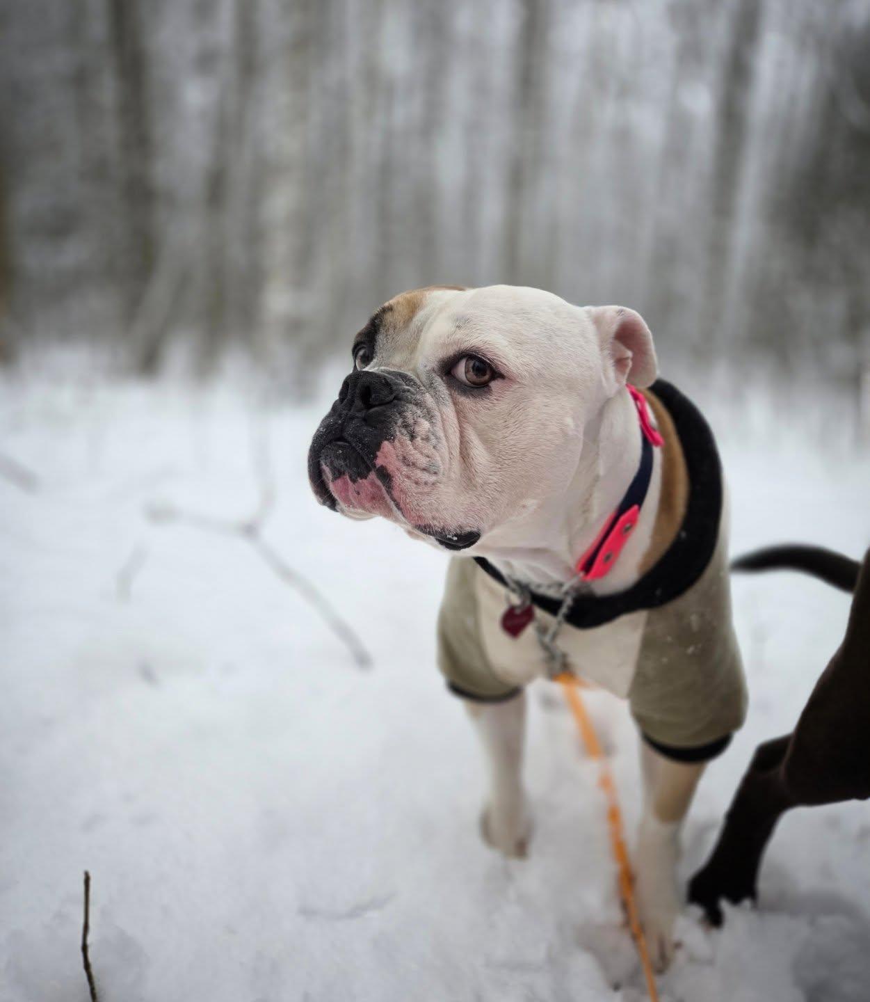 Enlarge Emmy Lou, an adopted mixed breed in Hamilton, ON image 4/6