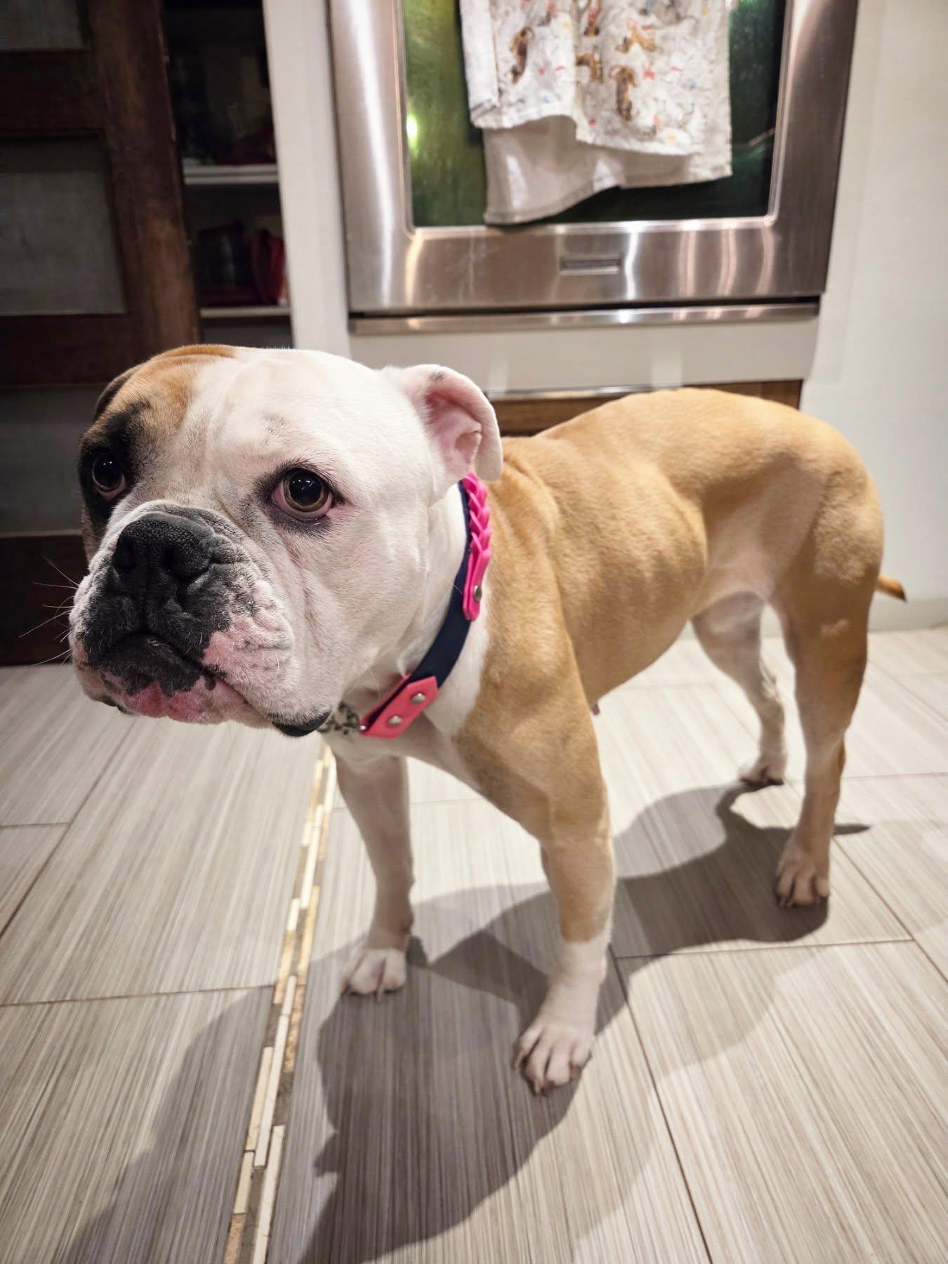 Enlarge Emmy Lou, an adopted mixed breed in Hamilton, ON image 2/6