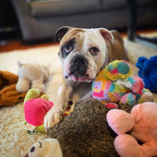 Emmy Lou, Adoptable, Adult Female English Bulldog.