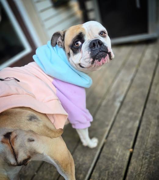 Enlarge Emmy Lou, a Adoptable mixed breed in Hamilton, ON image 5/6