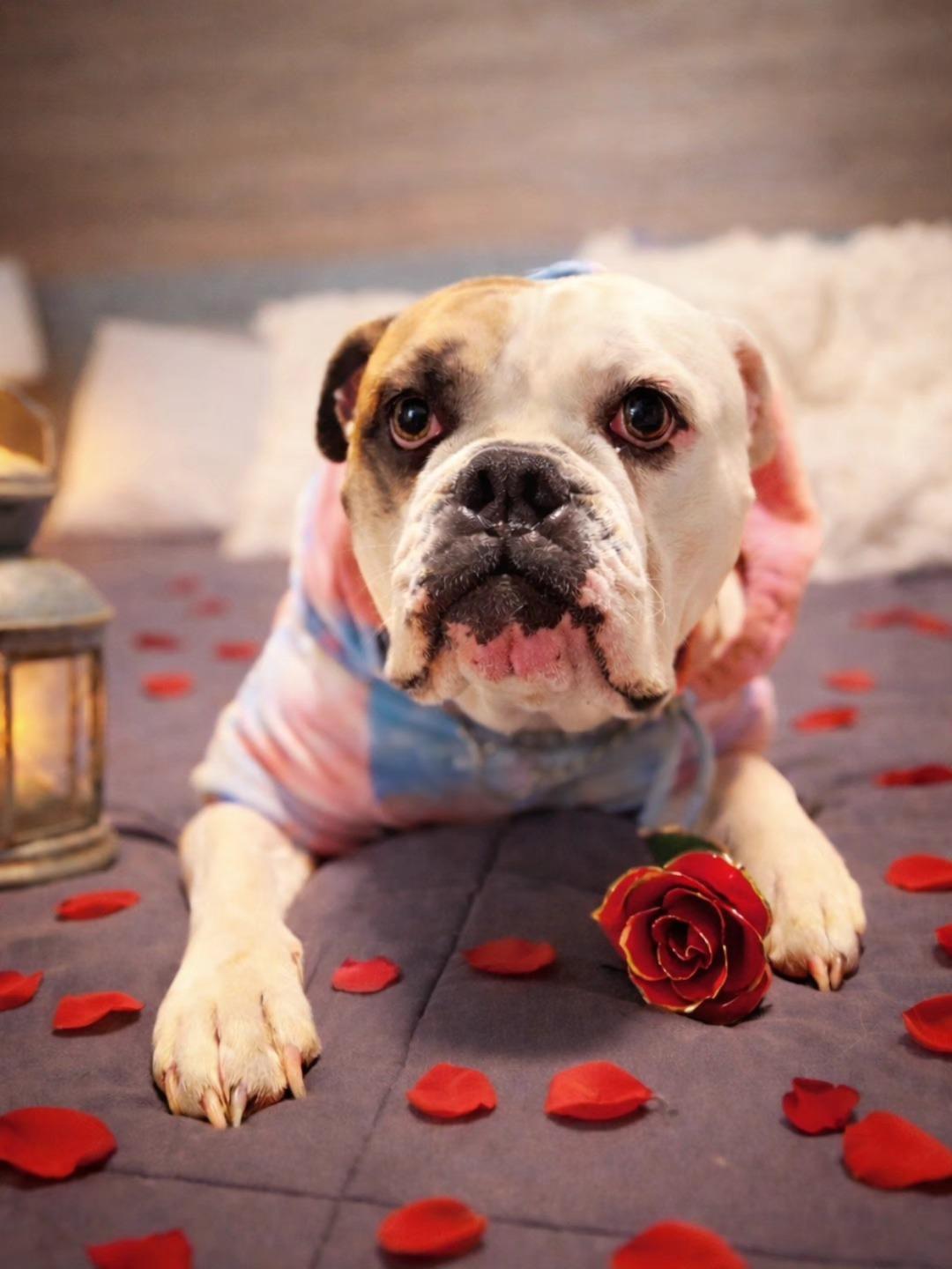 Emmy Lou, adopted, Adult Female English Bulldog & Boxer.