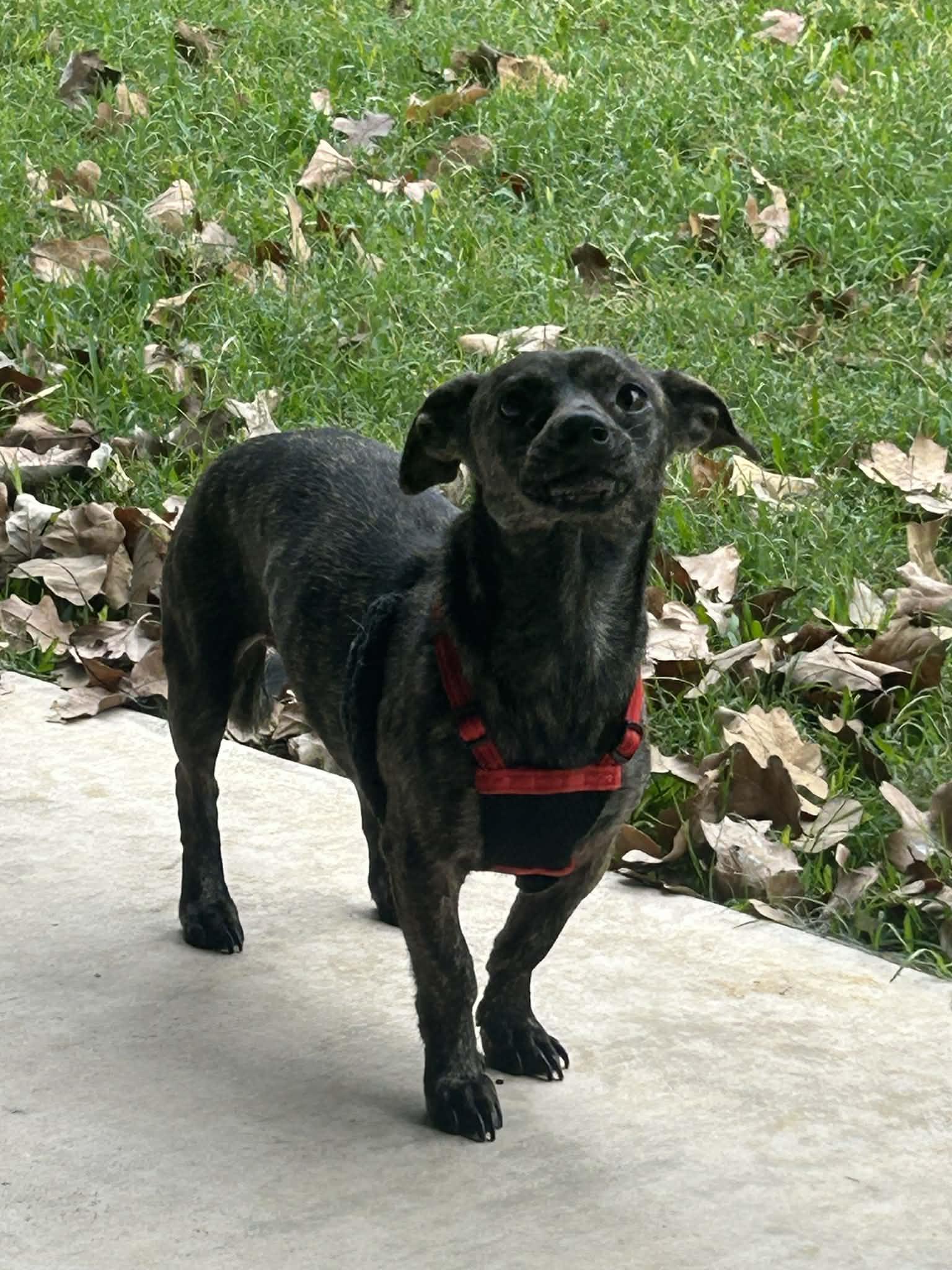 Beau, a ADOPTABLE mixed breed in Temple, TX image 2/4