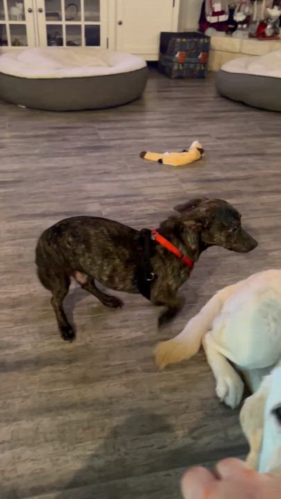 Enlarge Beau, a ADOPTABLE mixed breed in Temple, TX video 4/4