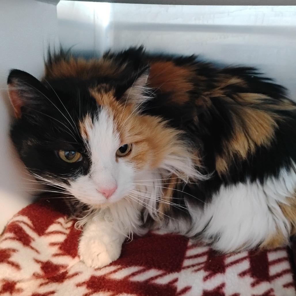 Enlarge Cowgirl, a Adoptable Domestic Long Hair in Cedaredge, CO image 2/2