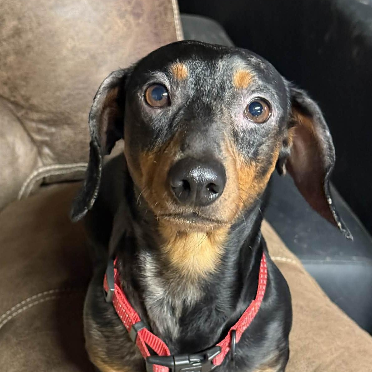 Huckelberry , adopted, Adult Male Dachshund.