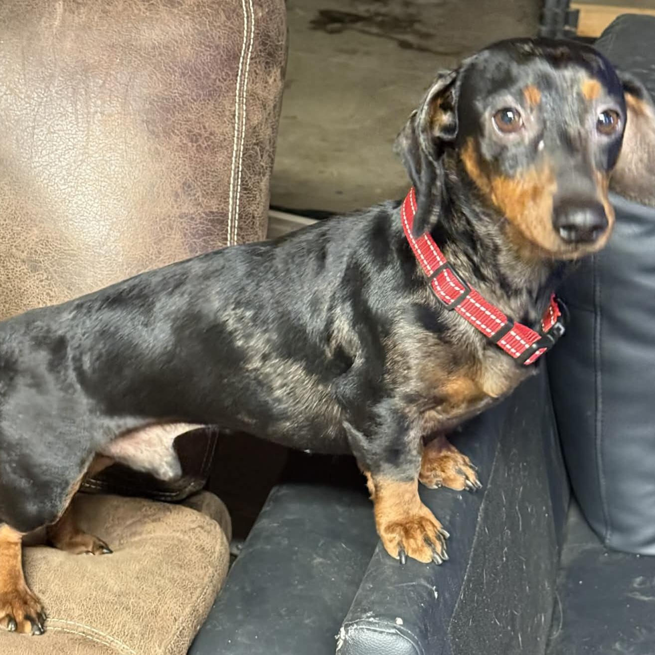 Enlarge Huckelberry , an adopted Dachshund in Omaha, NE image 2/2