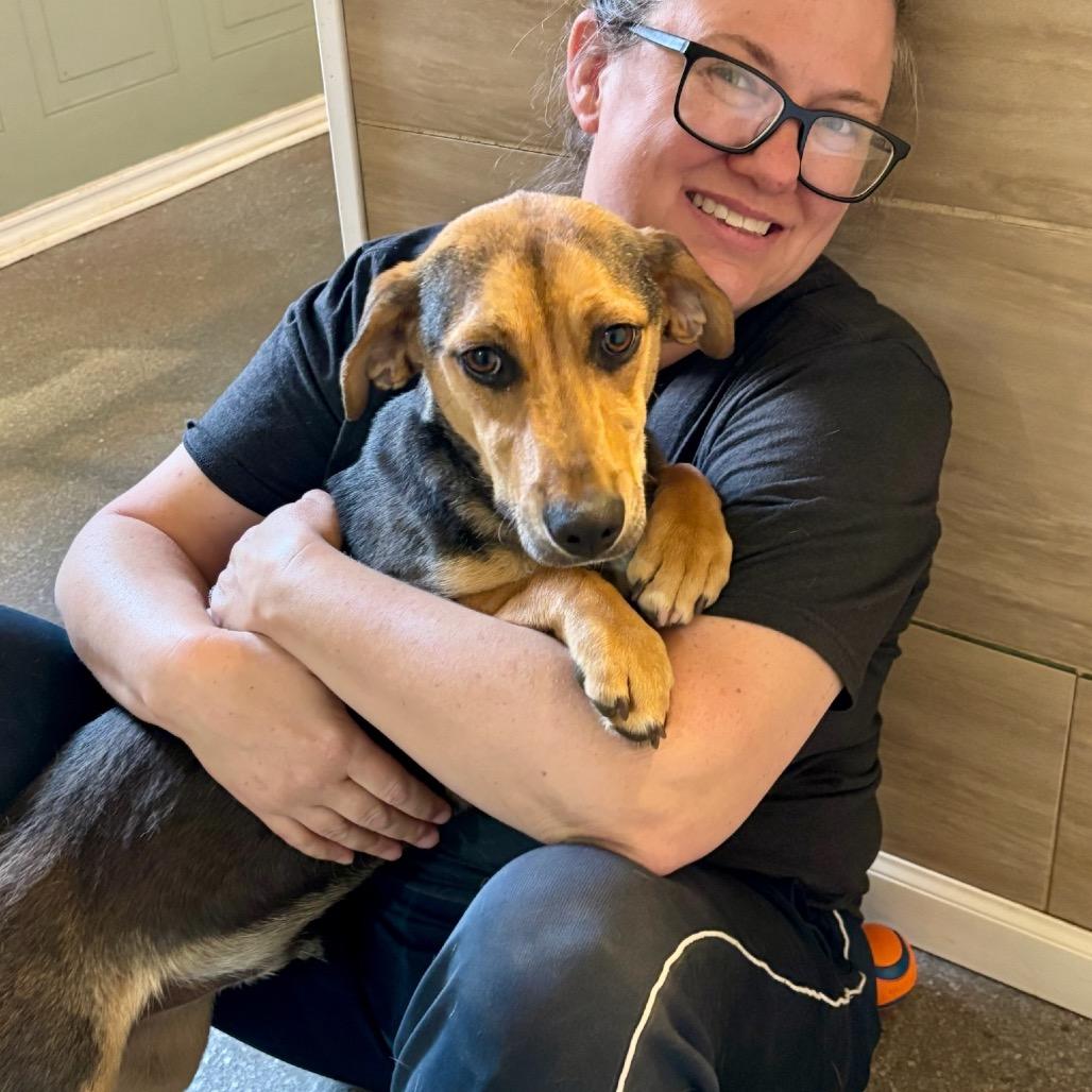 Enlarge Dale, a Adoptable mixed breed in Metamora, MI image 2/6
