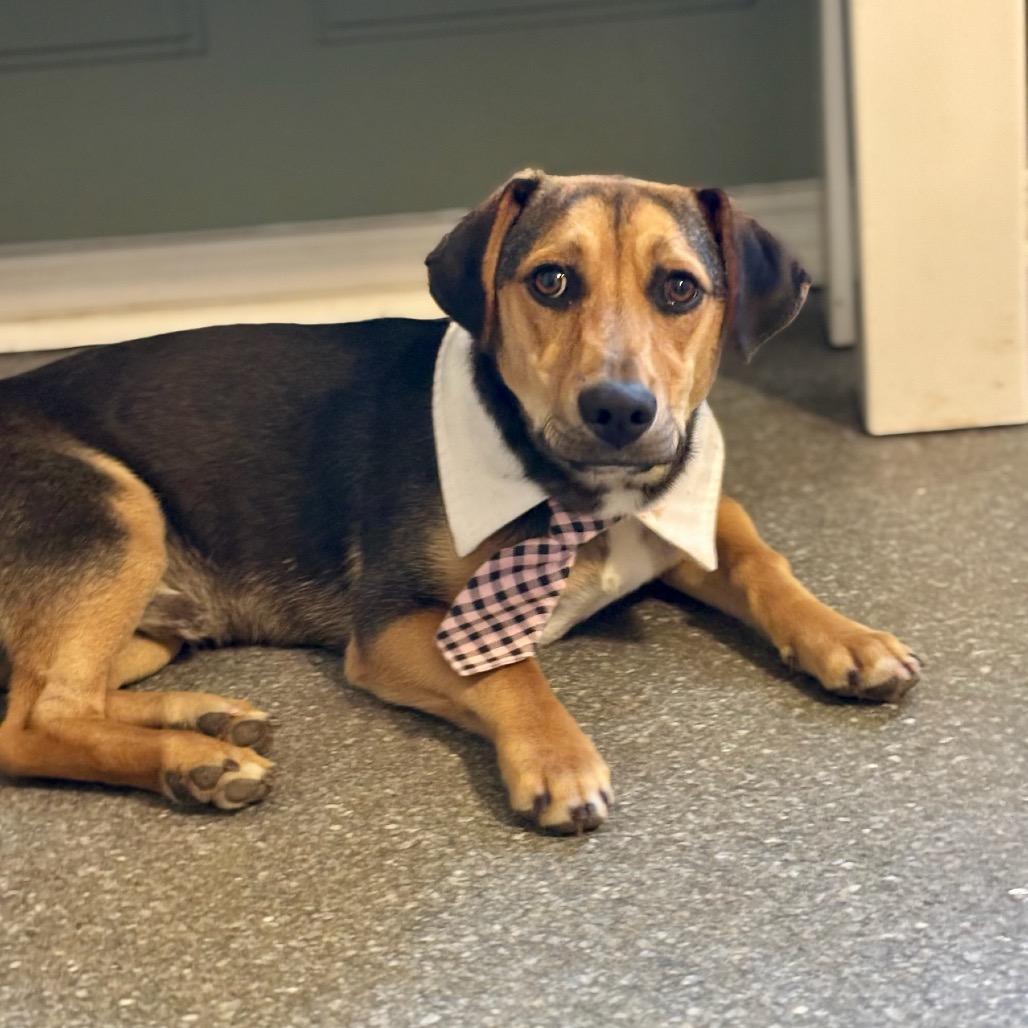Enlarge Dale, a Adoptable mixed breed in Metamora, MI image 3/6