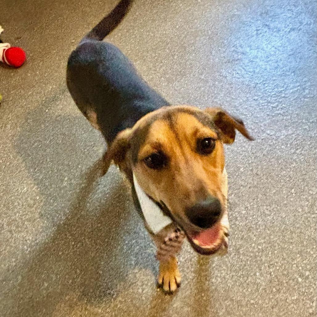 Enlarge Dale, a Adoptable mixed breed in Metamora, MI image 4/6