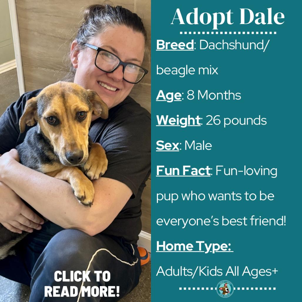 Enlarge Dale, a Adoptable mixed breed in Metamora, MI image 5/6